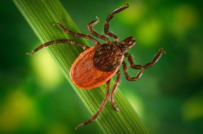 bug_lyme_disease