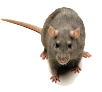 rat1