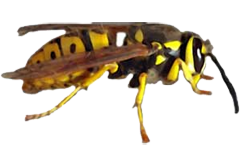 yellowjacket